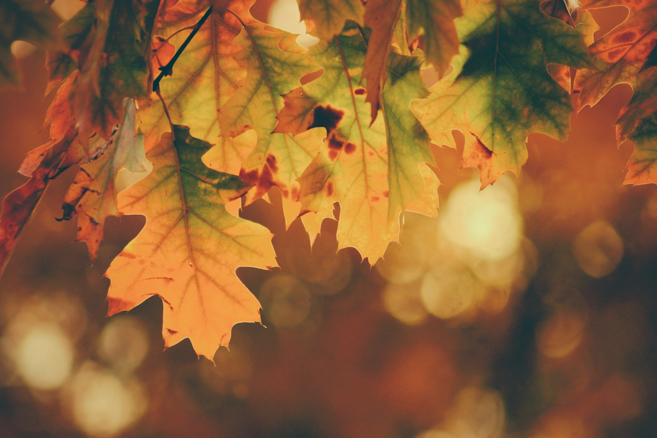 Fall-Maxing: Honing In On Those Fresh Fall Feelings