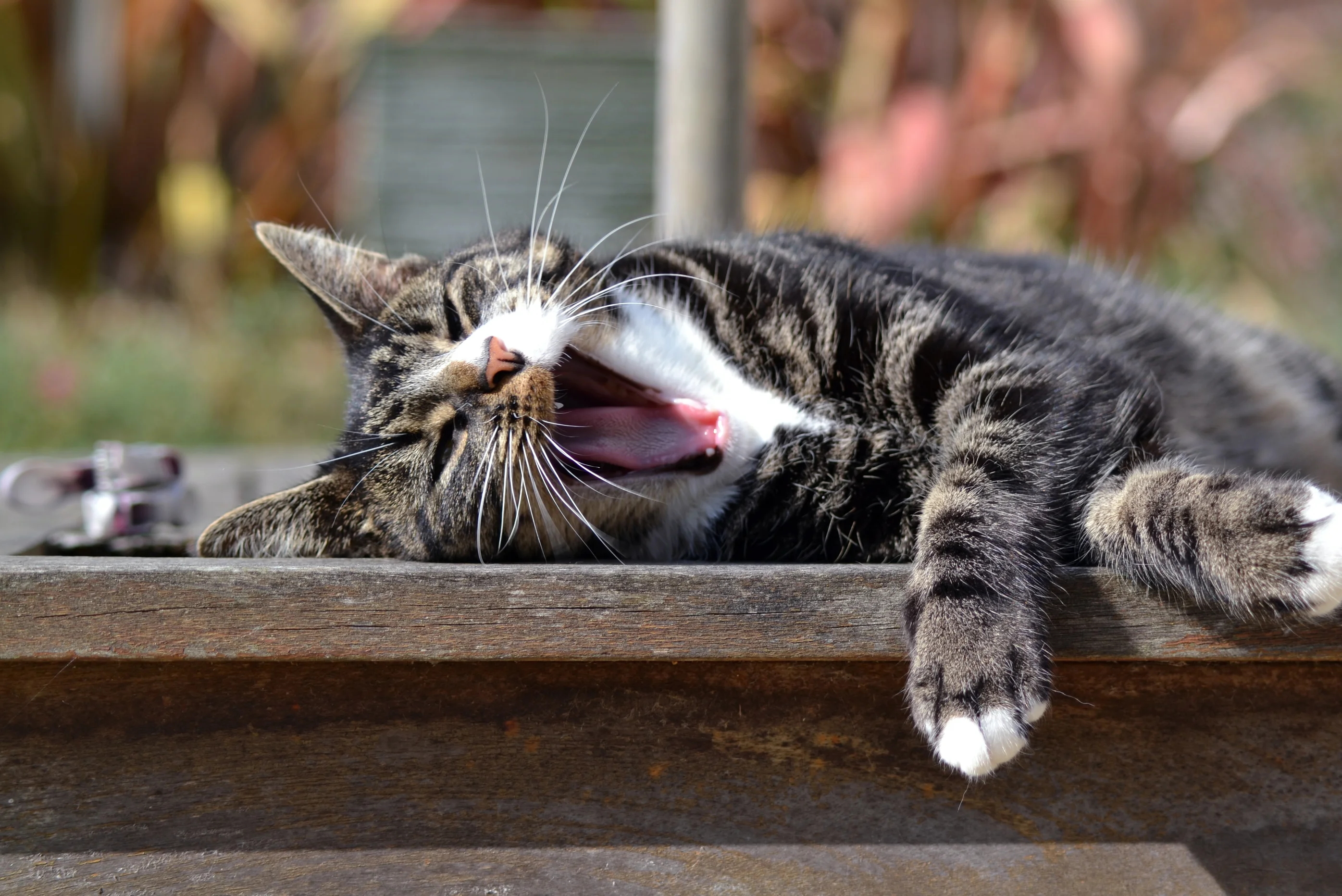 Your Myers-Briggs Type Indicator, Your FSU Campus Cat