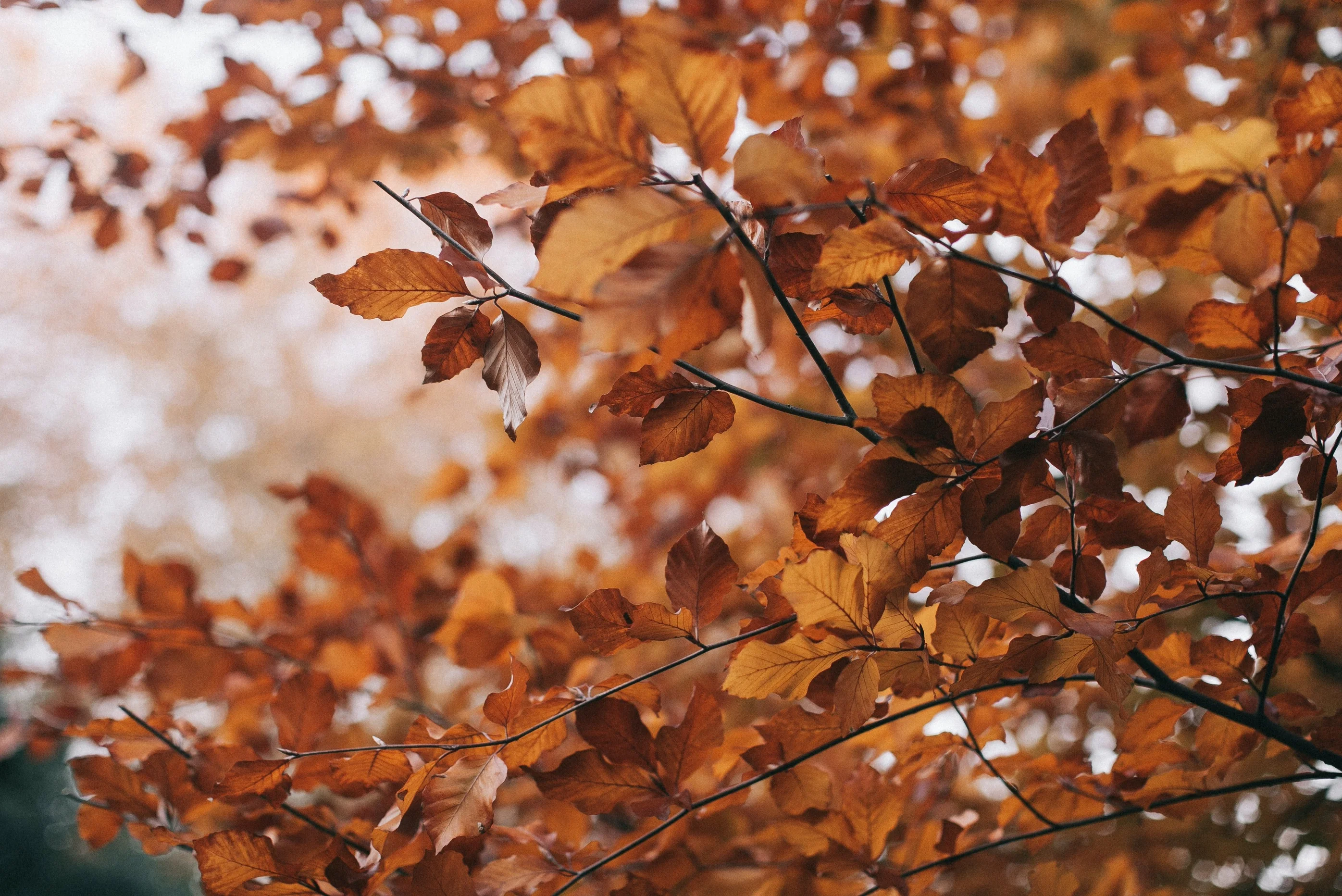 Romanticizing Fall