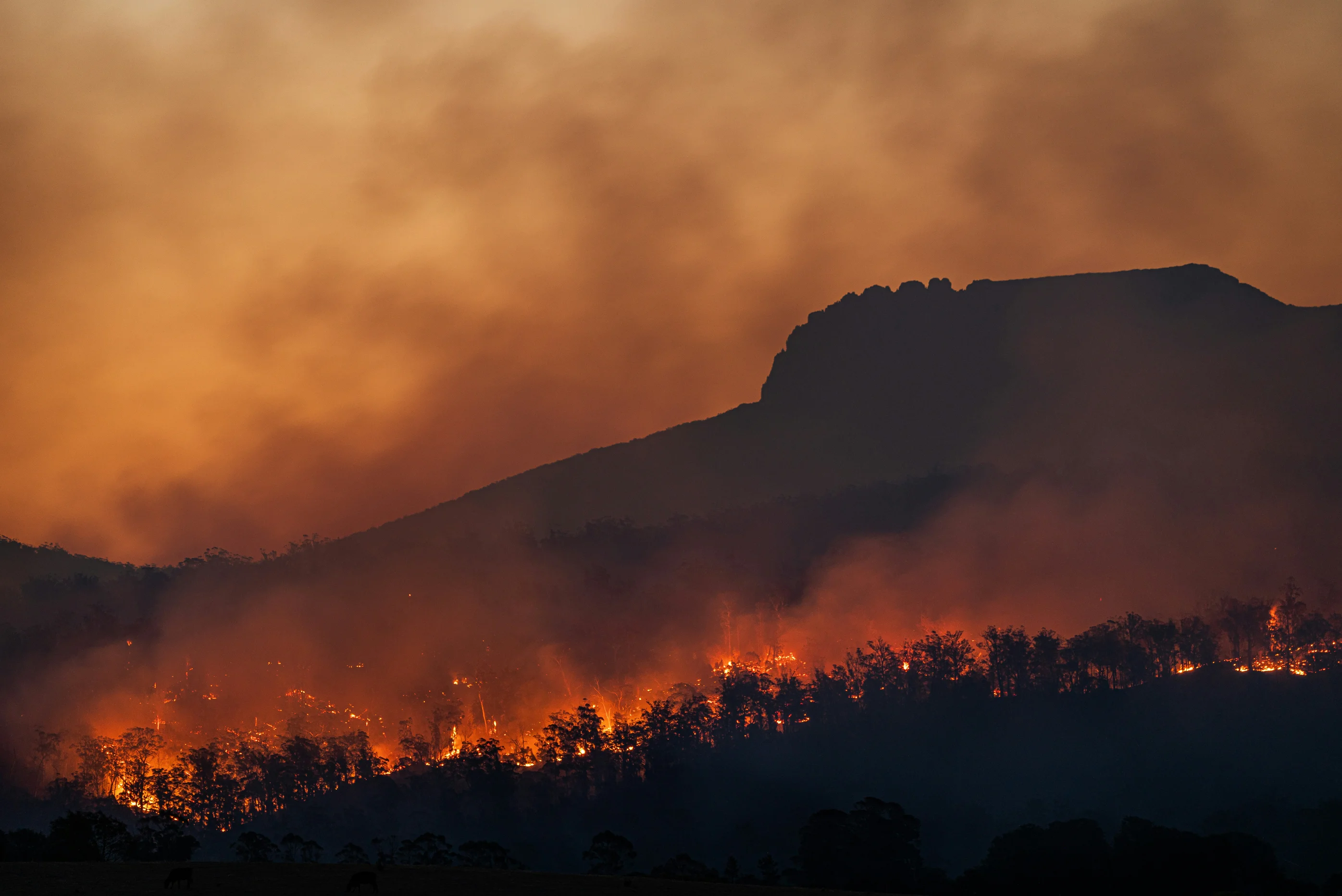 The Wildlife Behind Indonesia’s Fires