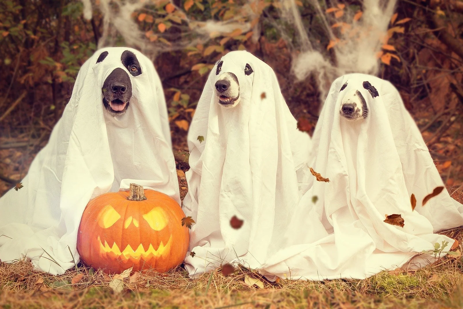 TAKE A LOOK AT THESE ADORABLE PET COSTUMES