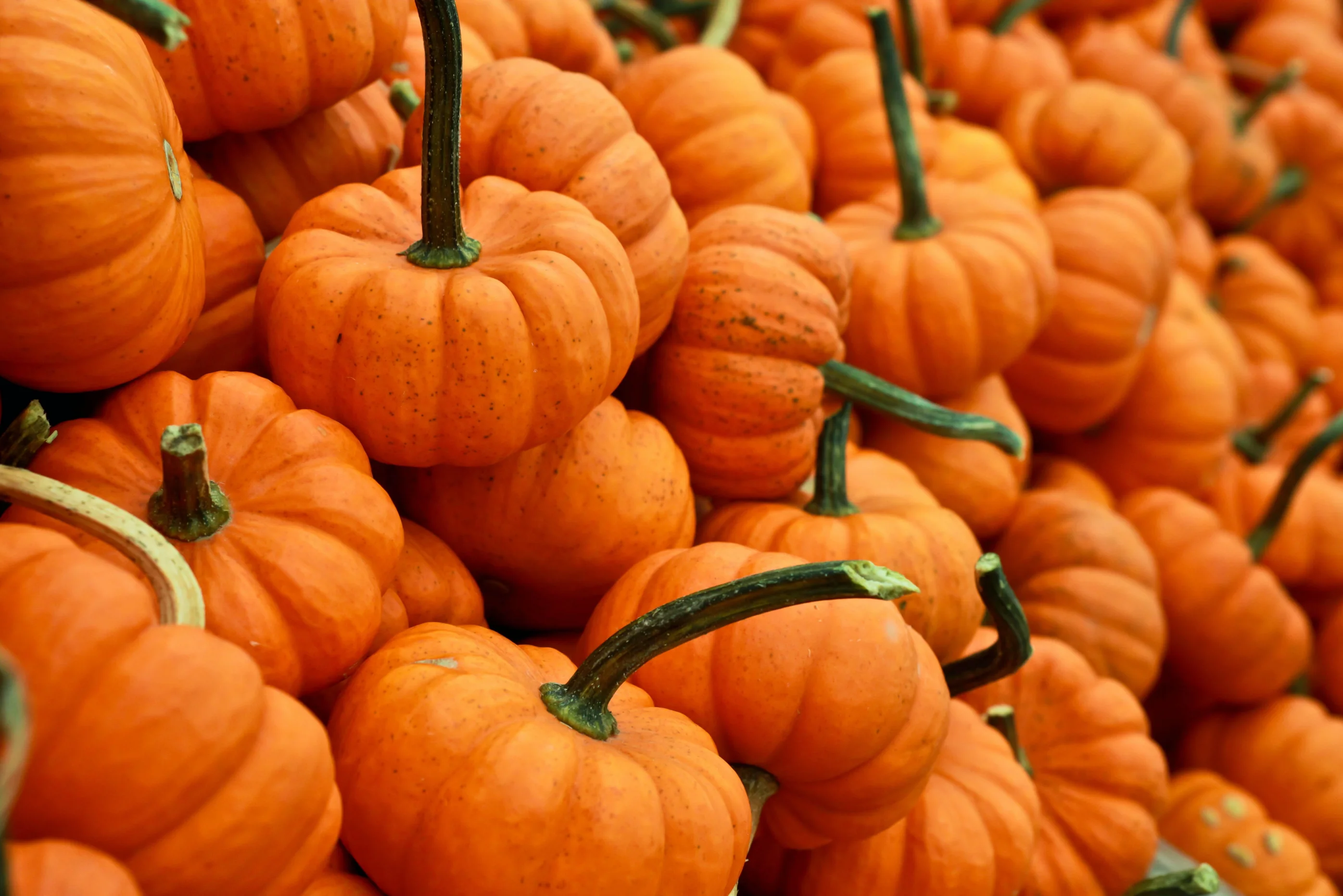 How to Have a Martha Stewart Autumn