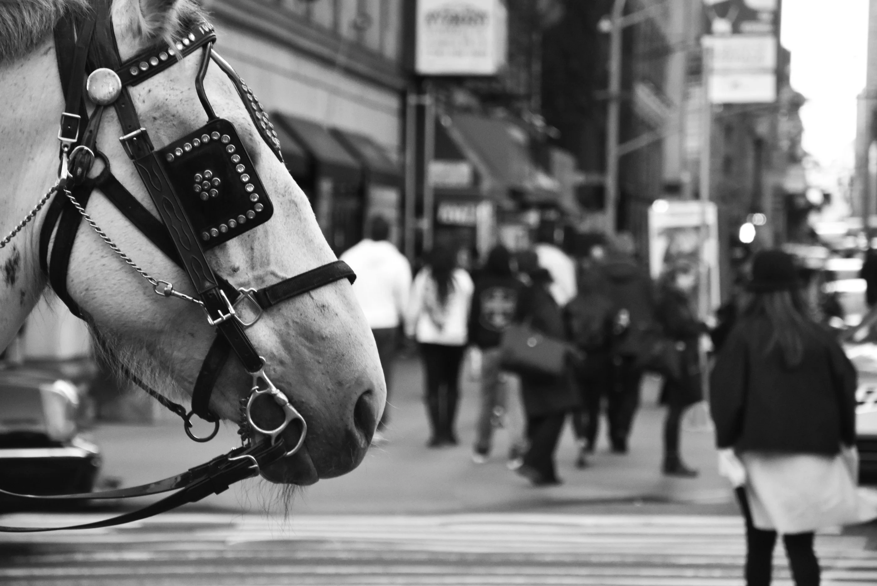 Central Park’s Horse Carriages Are A Tradition NYC Has Outgrown
