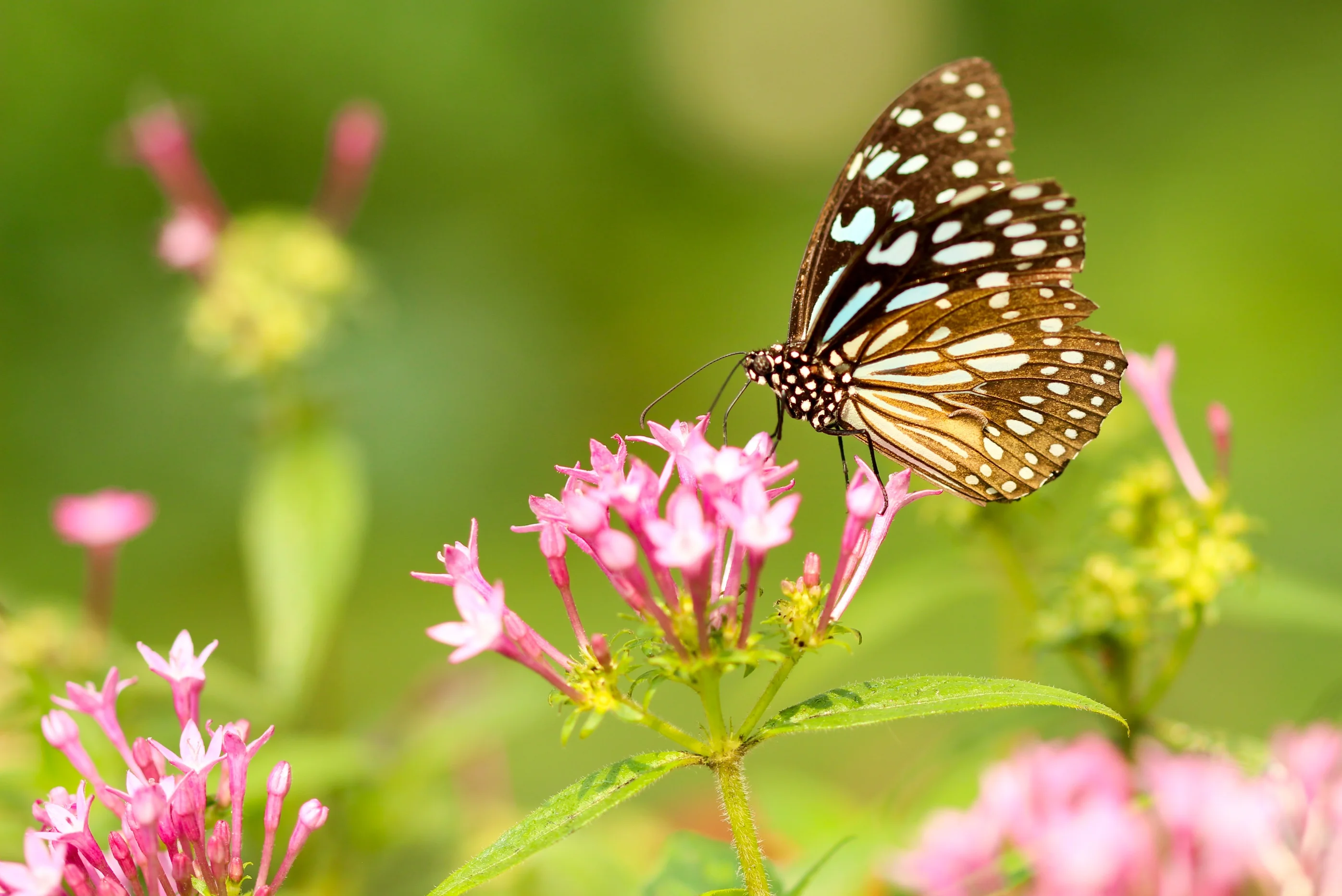 The Great Butterfly Migration