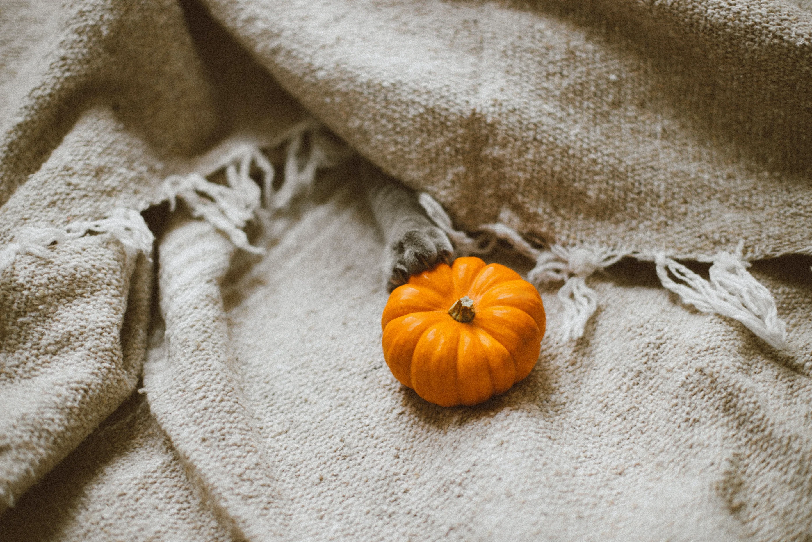 The Spooky Season Reset: A Cozy Wellness Routine for College Students